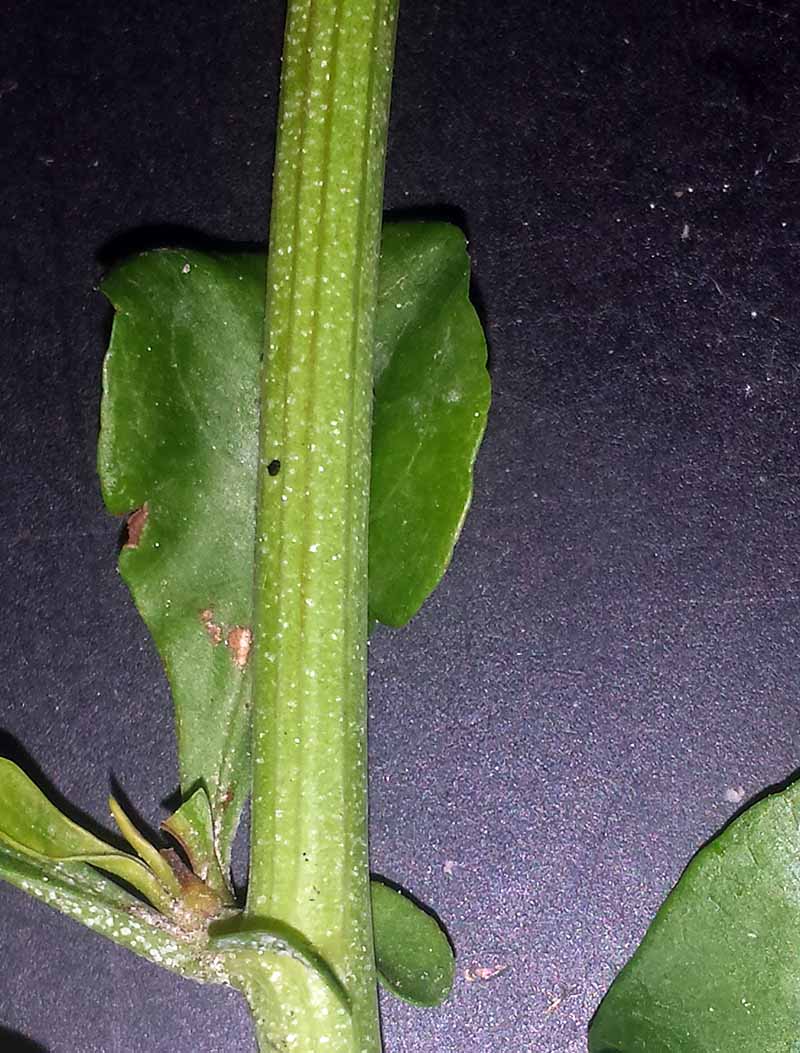 Plumbago auriculata Lamark, 1786 #46291