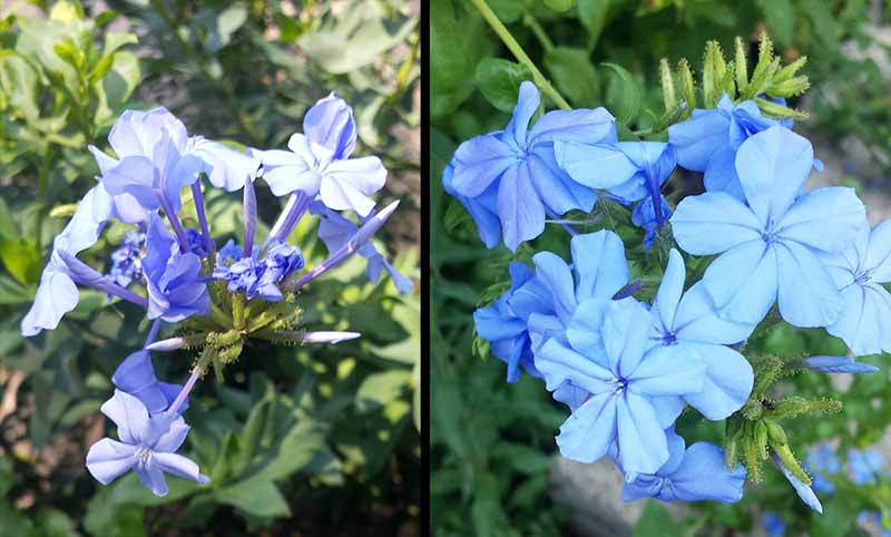 Plumbago auriculata Lamark, 1786 #46292