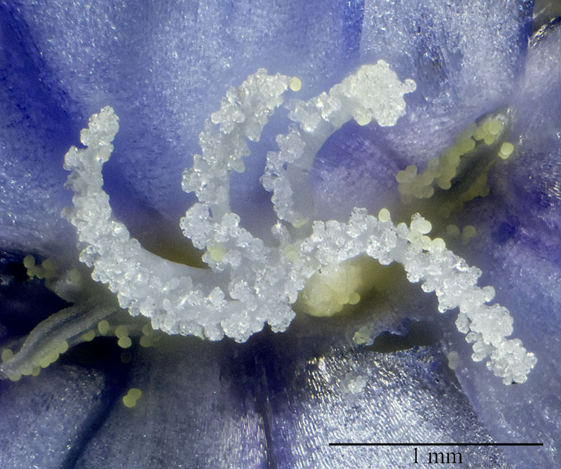 Plumbago auriculata #55863
