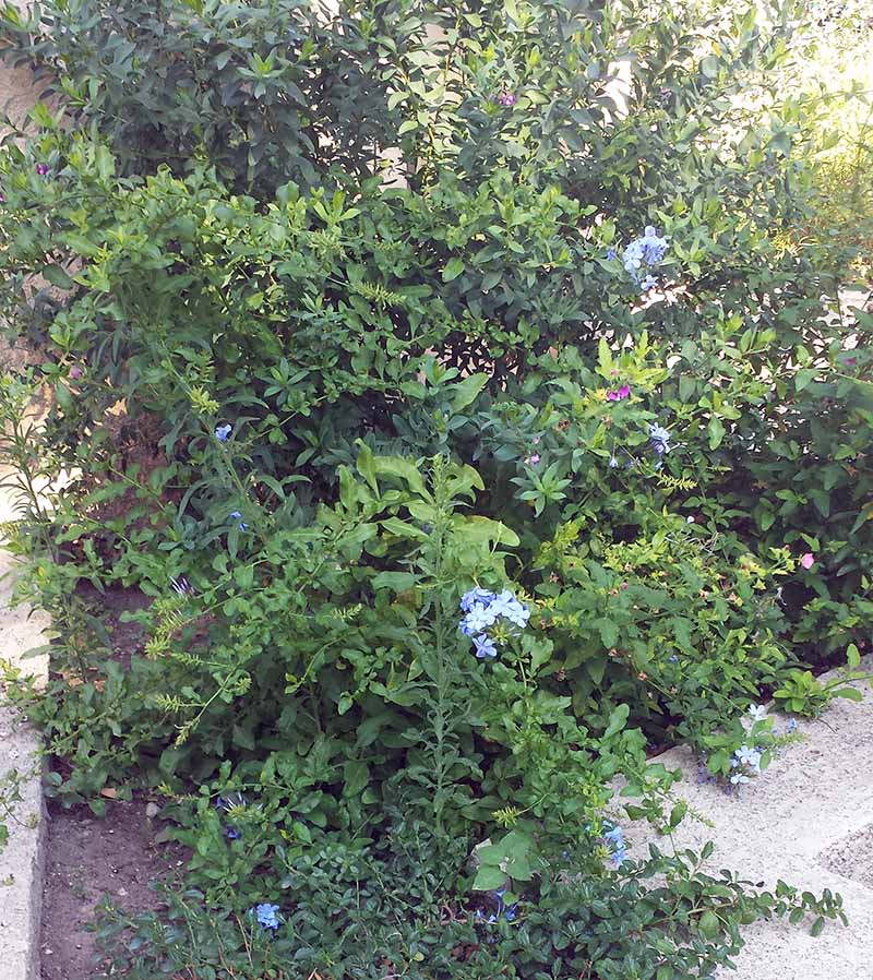 Plumbago auriculata Lamark, 1786 #46289