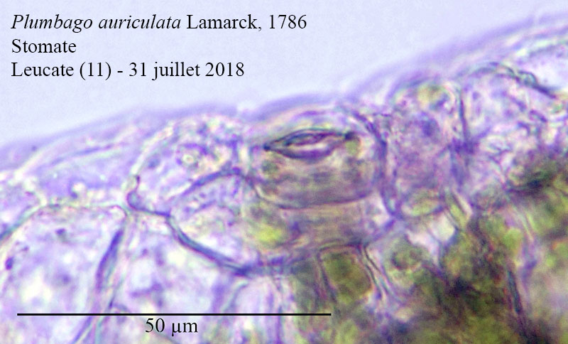 Plumbago auriculata #55853