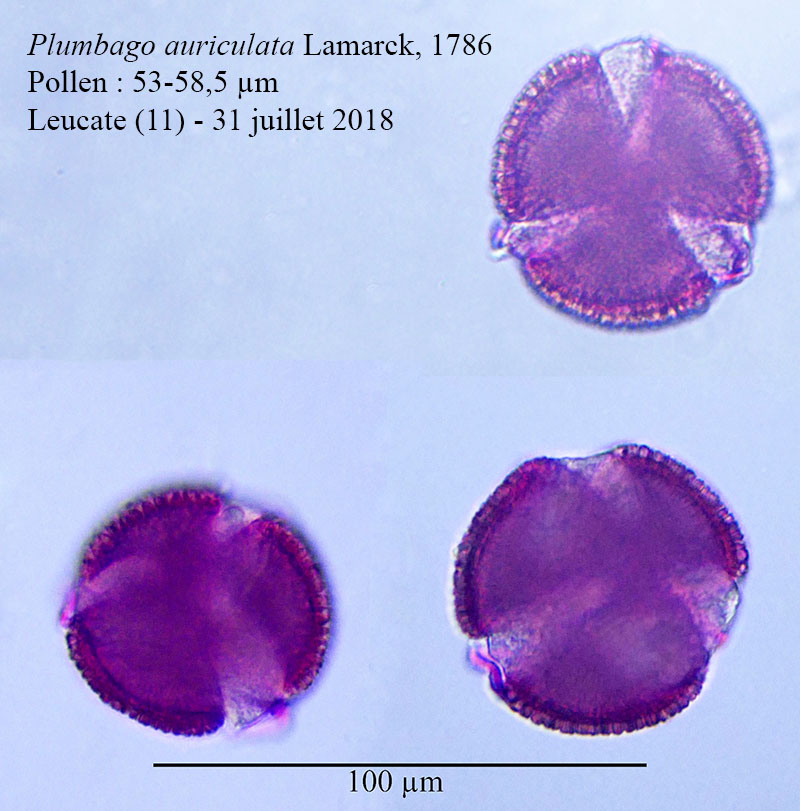 Plumbago auriculata #55873