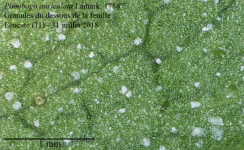 Plumbago auriculata #55852