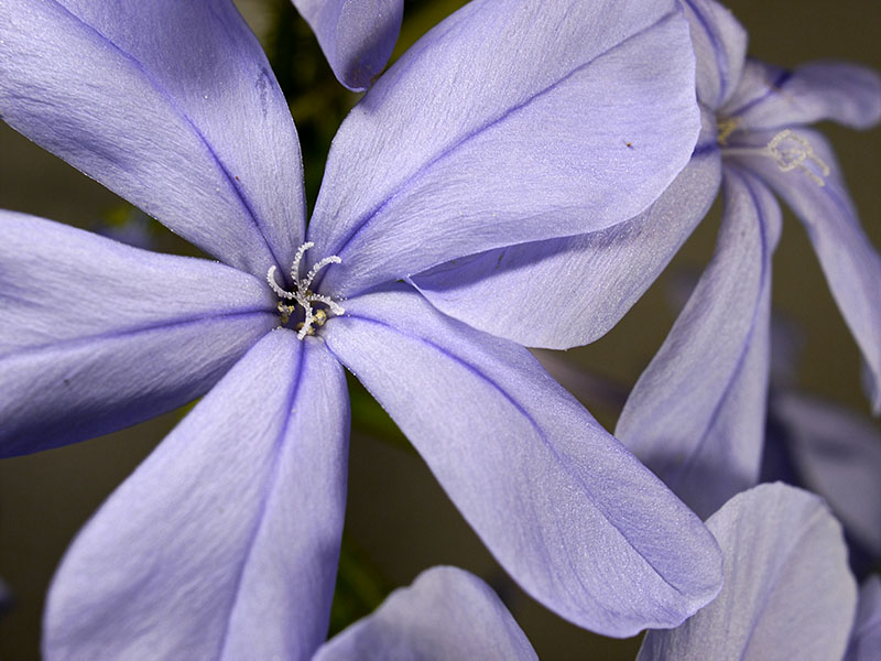 Plumbago auriculata #55859