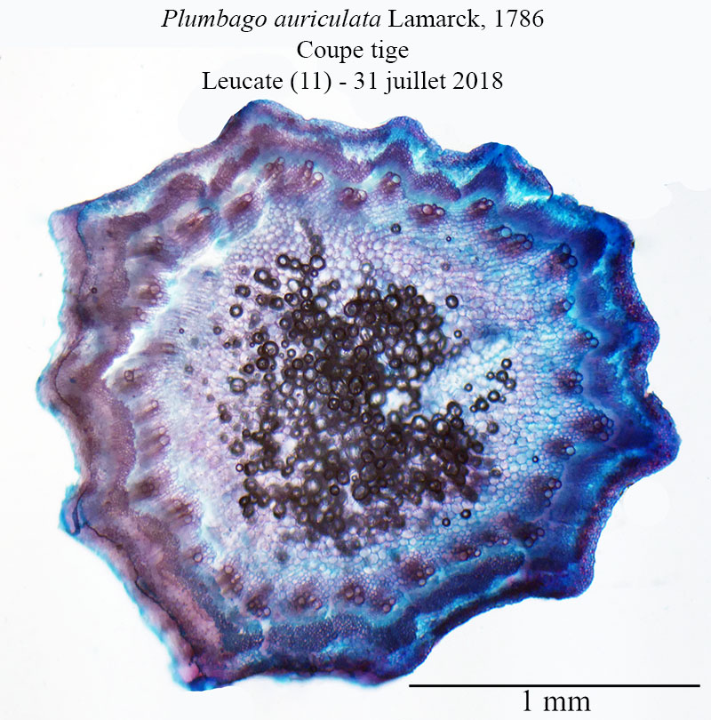 Plumbago auriculata #55855