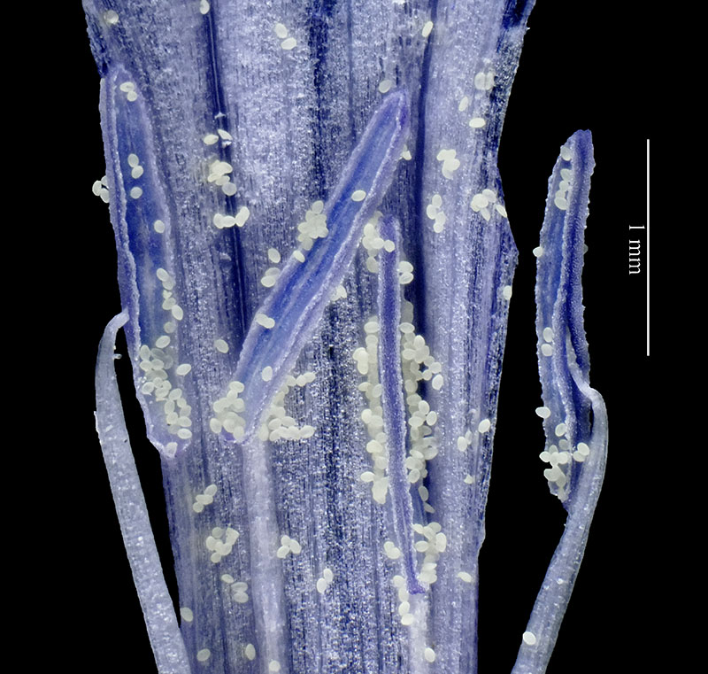 Plumbago auriculata #55869
