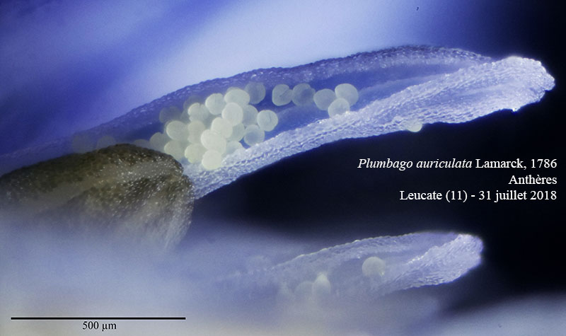 Plumbago auriculata #55871