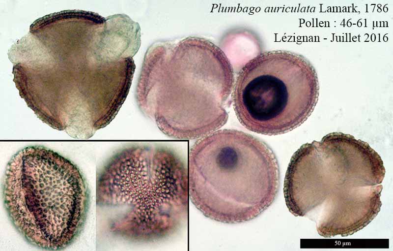 Plumbago auriculata Lamark, 1786 #46296