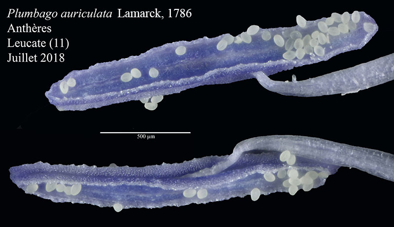 Plumbago auriculata #55870