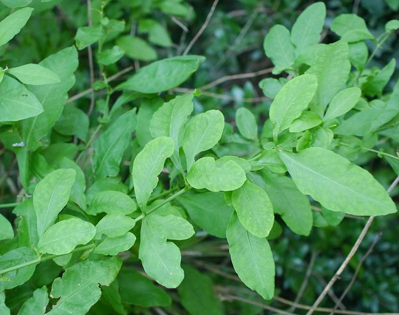 Plumbago auriculata #55850