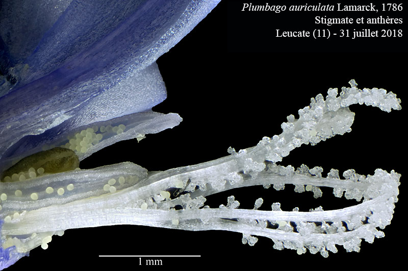 Plumbago auriculata #55864