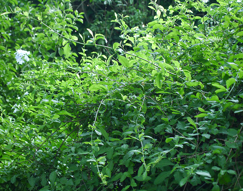 Plumbago auriculata #55849