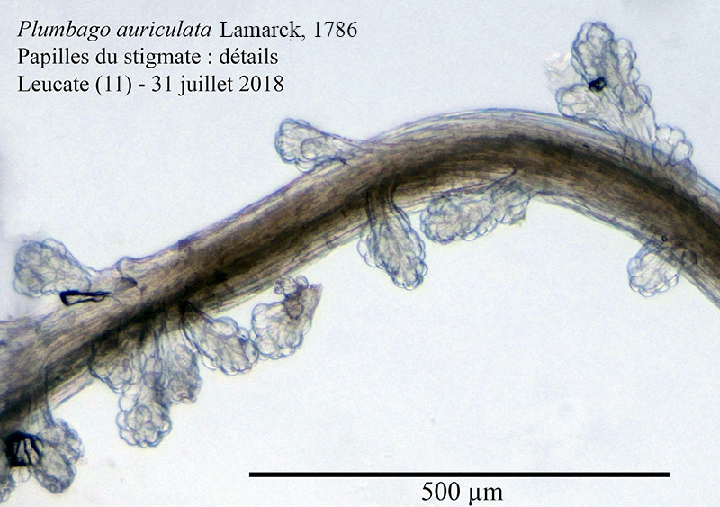 Plumbago auriculata #55867