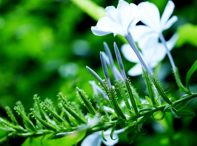 Plumbago auriculata #55860