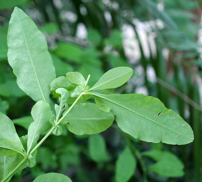 Plumbago auriculata #55851