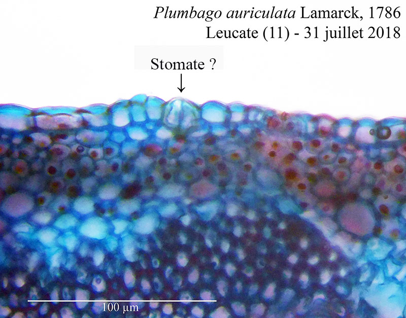 Plumbago auriculata #55856