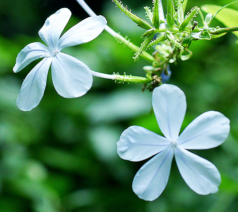 Plumbago auriculata #55858