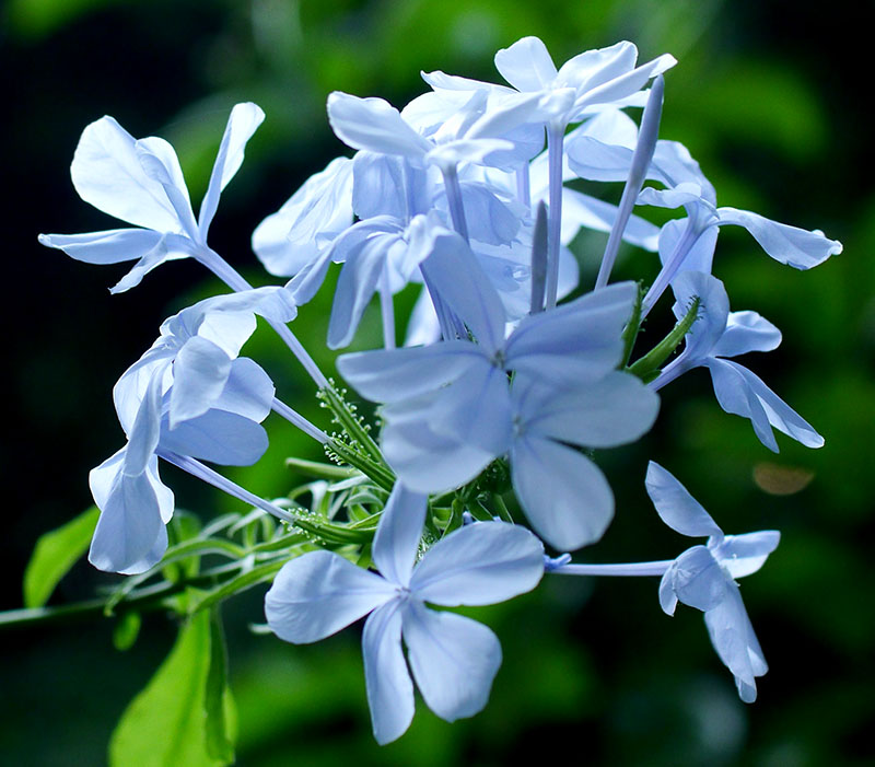 Plumbago auriculata #55857