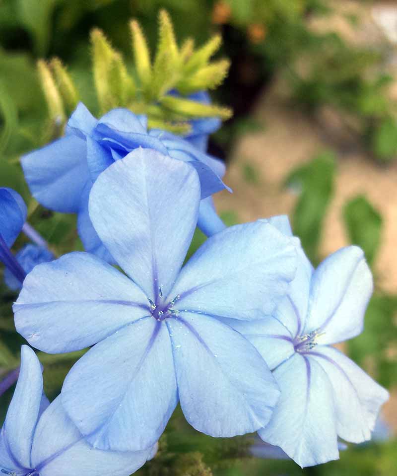 Plumbago auriculata Lamark, 1786 #46295