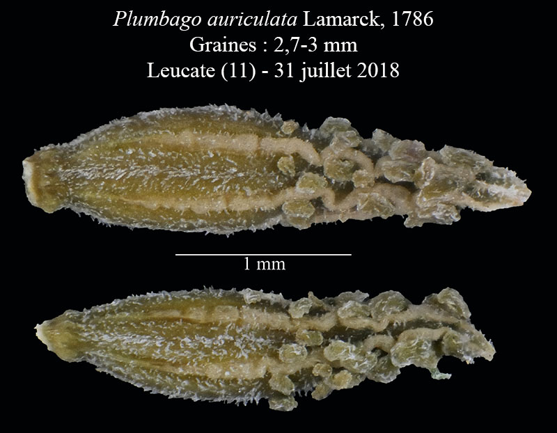 Plumbago auriculata #55881