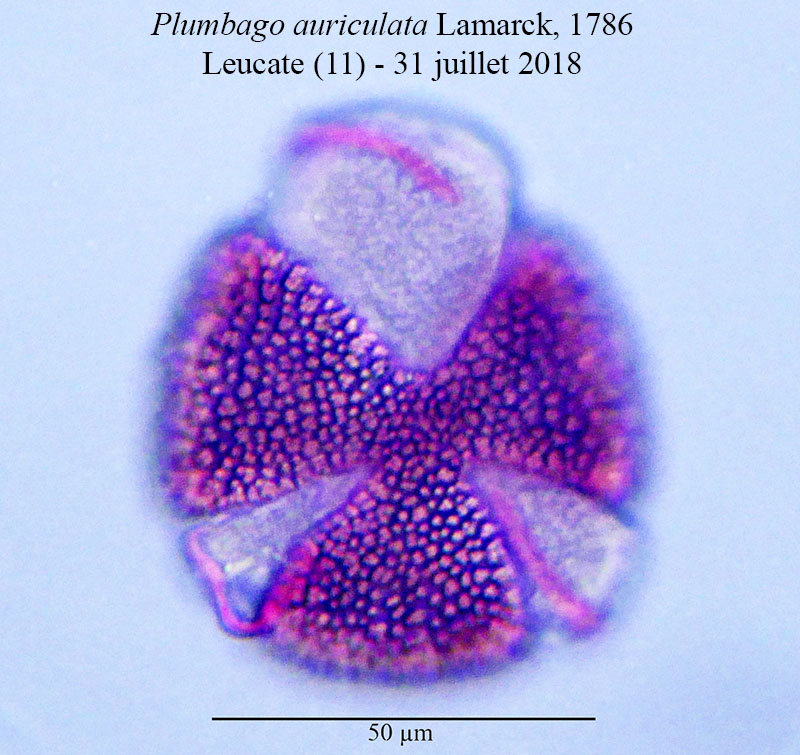 Plumbago auriculata #55878