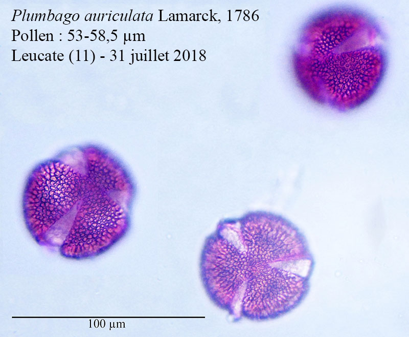 Plumbago auriculata #55874