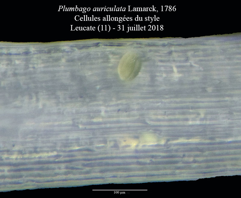 Plumbago auriculata #55868