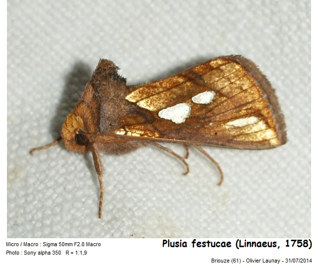 Plusia festucae (Linnaeus, 1758) - La Plusie de la Fétuque #43488