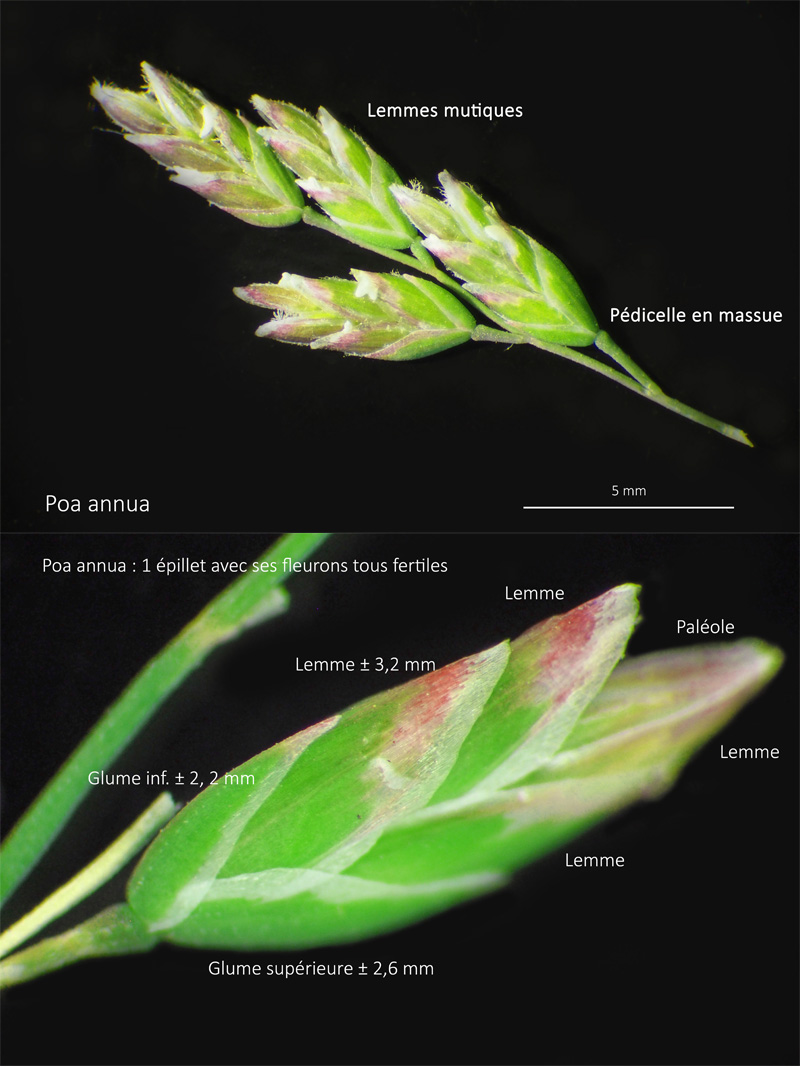 Poa annua (L.) : Le pâturin annuel #62732