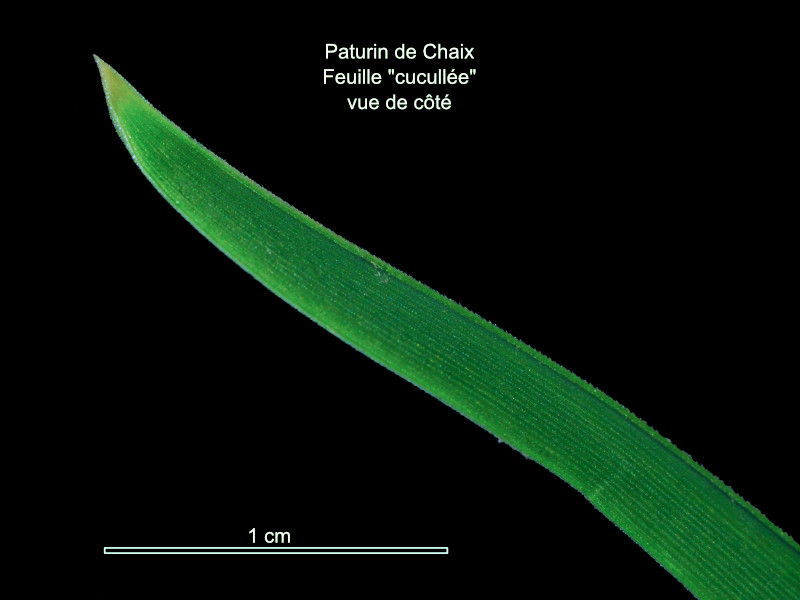Poa Chaixii Vill. – Le Paturin de Chaix – Le Paturin des Sudètes #84650