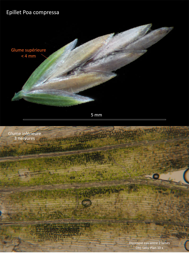 Poa compressa L. - Le Paturin comprimé #67705
