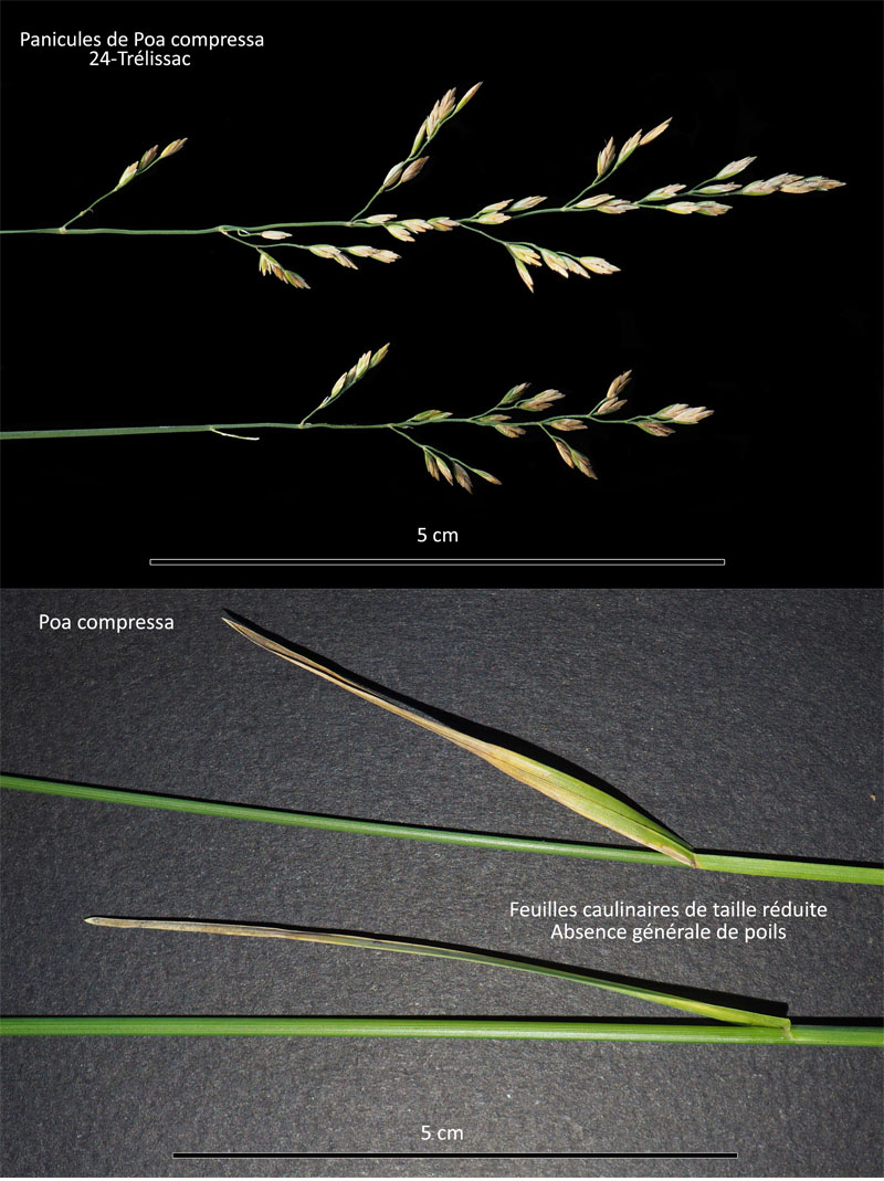 Poa compressa L. - Le Paturin comprimé #67704