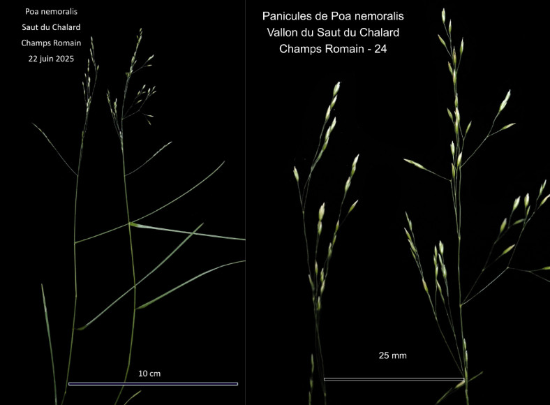 Poa nemoralis L. - Le Pâturin des Bois #84666