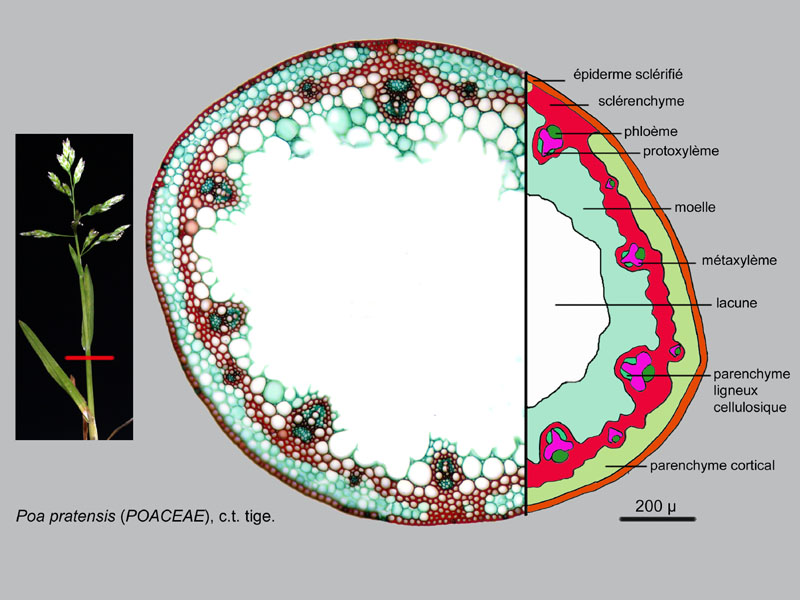 Poa pratensis, histologie. #16024