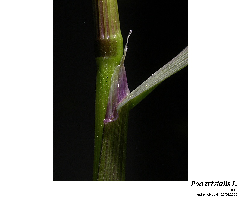 Poa trivialis L. #63205
