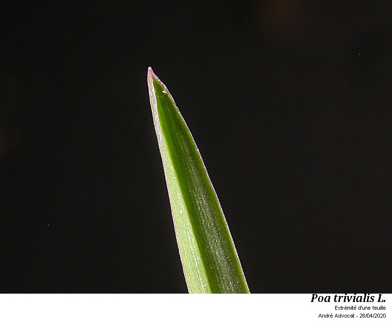 Poa trivialis L. #63206