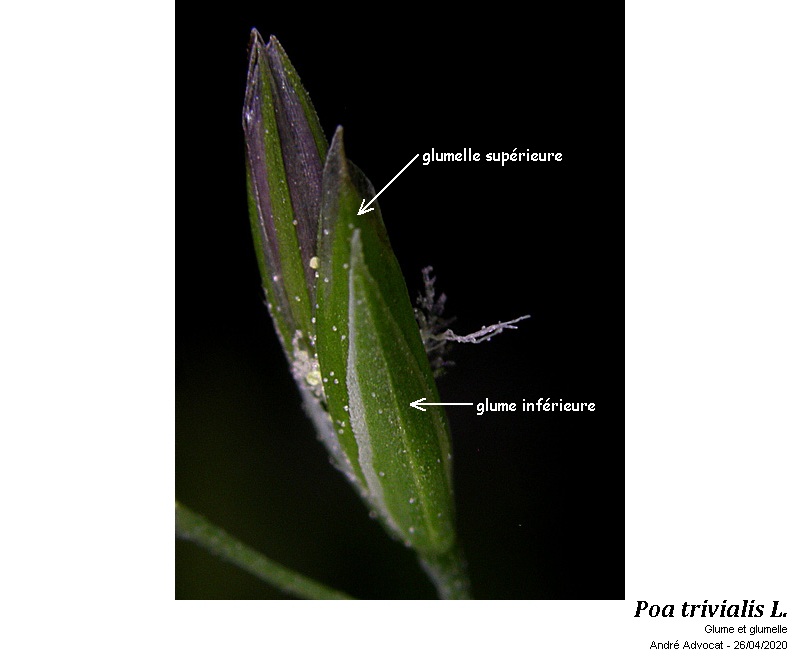 Poa trivialis L. #63203