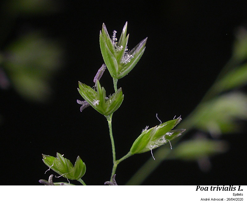 Poa trivialis L. #63201