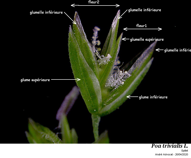 Poa trivialis L. #63202