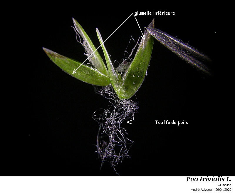Poa trivialis L. #63204