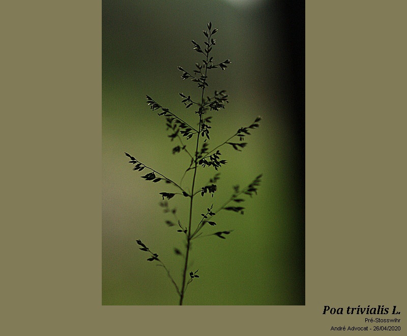 Poa trivialis L. #63200