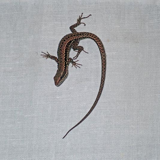 Podarcis muralis (Laurenti, 1768) #58773