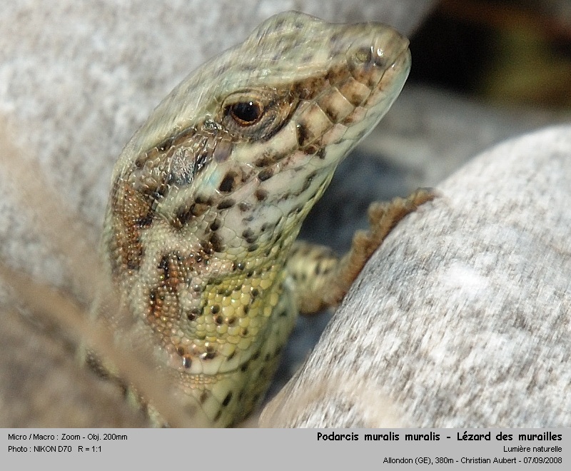 Podarcis muralis Laurenti 1768 - Le lézard des murailles #5430