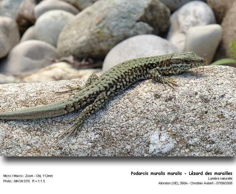 Podarcis muralis Laurenti 1768 - Le lézard des murailles #5427
