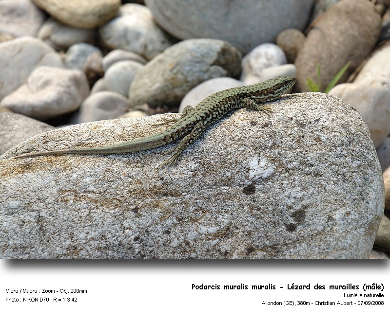Podarcis muralis Laurenti 1768 - Le lézard des murailles #5426