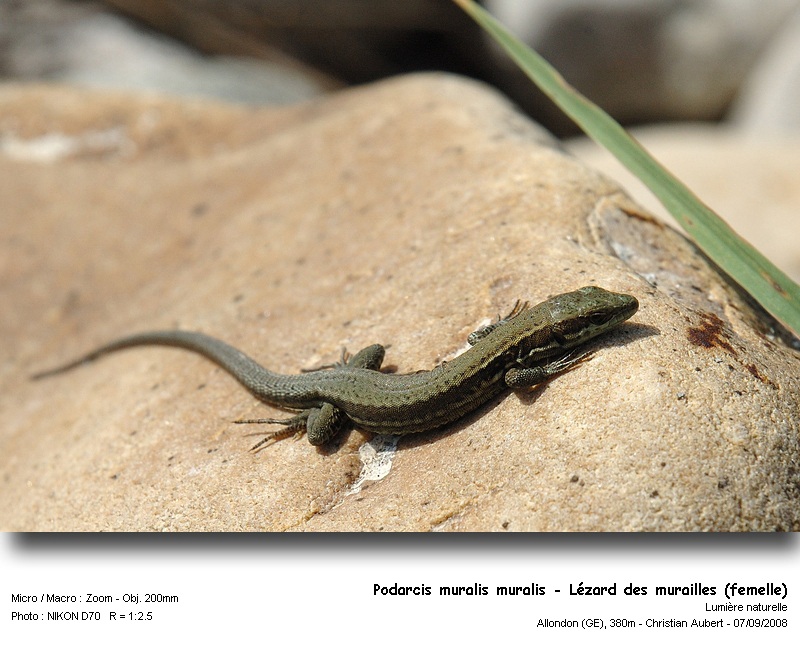 Podarcis muralis Laurenti 1768 - Le lézard des murailles #5428