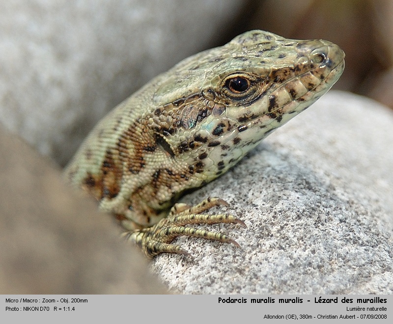 Podarcis muralis Laurenti 1768 - Le lézard des murailles #5429