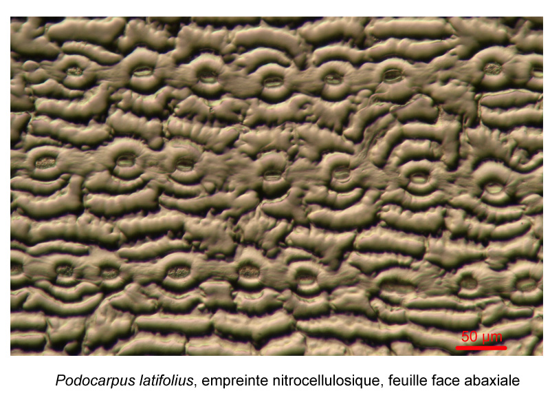 Podocarpus latifolius, histologie, histology. #20662
