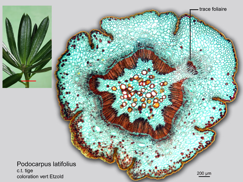 Podocarpus latifolius, histologie, histology. #20659