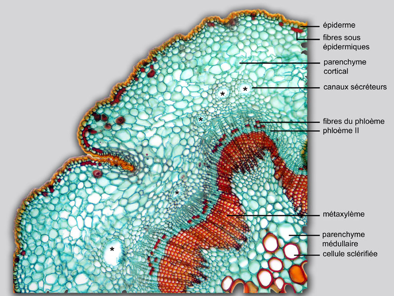 Podocarpus latifolius, histologie, histology. #20660